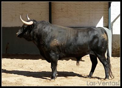 Sorteados los toros de El Vellosino en Madrid