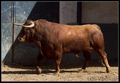 Sorteados cuatro toros de Joaquín Núñez del Cuvillo y dos toros de Ortigao Costa en Madrid