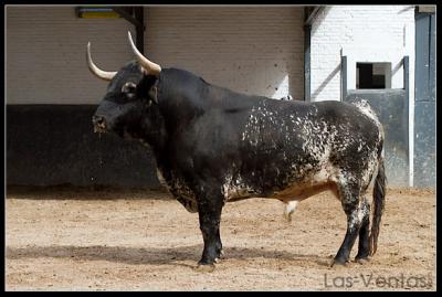 Sorteados los toros de Torrestrella en Madrid