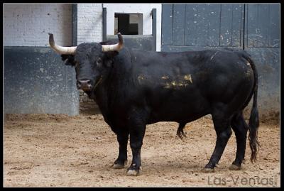 20120603125240-bisono-jose-benitez-cubero-.jpg