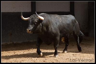 Sorteados los toros del Puerto de San Lorenzo en Madrid