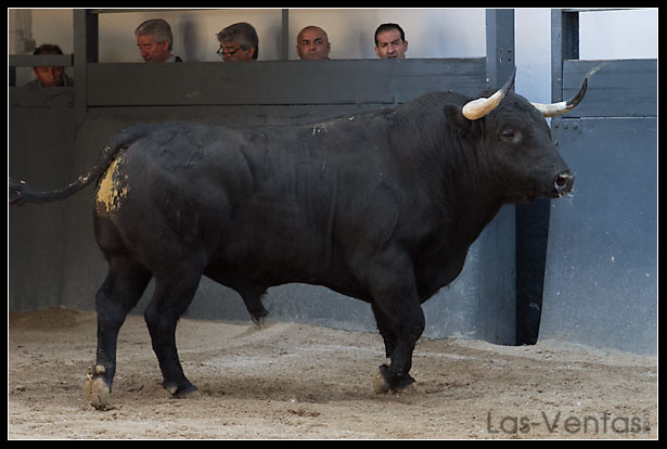 Sorteados los toros del Puerto de San Lorenzo en el Domingo de Ramos de Madrid