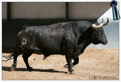 Sorteados los toros de Alcurrucén para la Corrida de la Beneficencia en Madrid