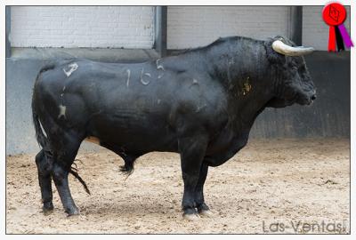 Sorteados los toros para rejones de María Guiomar Cortés de Moura en Madrid