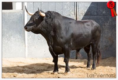 Sorteados los toros de Antonio Bañuelos en Madrid