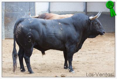 Sorteados los toros de Fuente Ymbro en Madrid